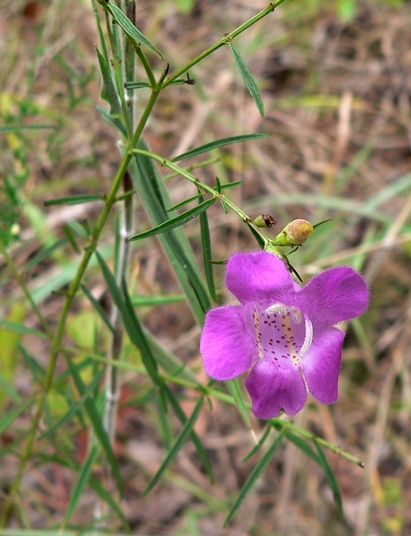 {Agalinis purpurea}